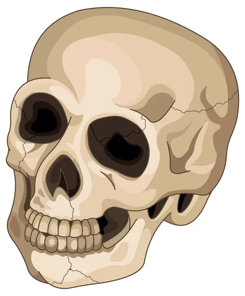 ハロウィーンの人間の頭蓋骨 — ストックベクタ