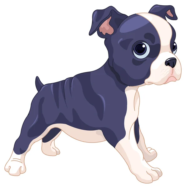 Boston Terrier cub — Stock Vector