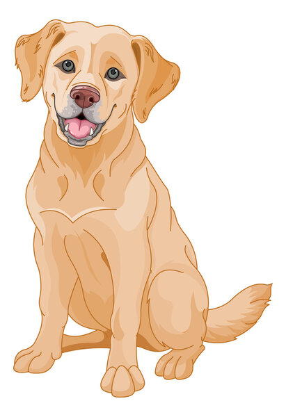 Golden Retriever dog