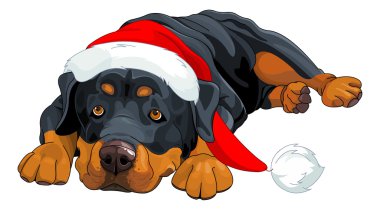 güzel Noel Rottweiler
