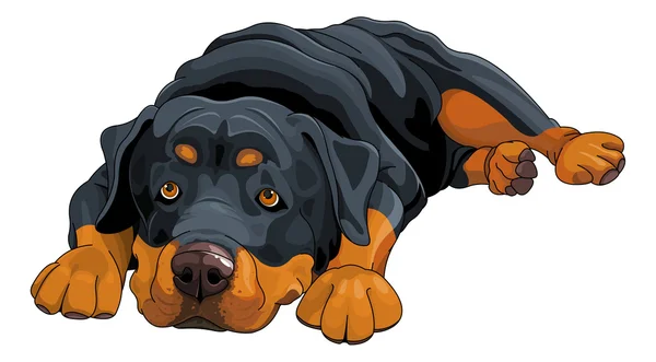 Hermoso lindo Rottweiler — Vector de stock