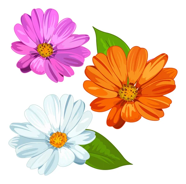 Verschillende madeliefjebloemen — Stockvector