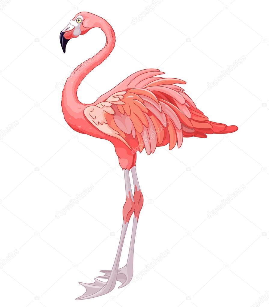 Vector illustration of rosy flamingo on white