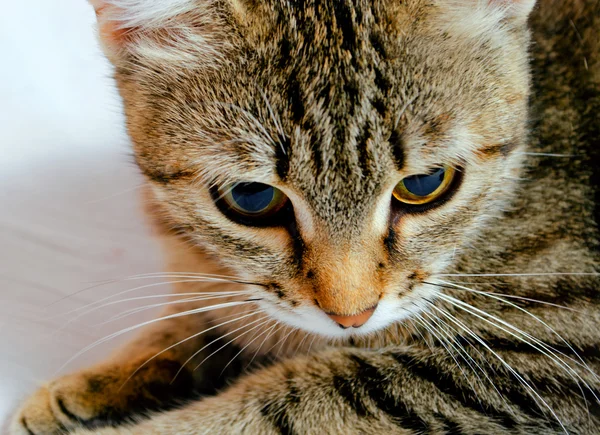 Gato. — Fotografia de Stock