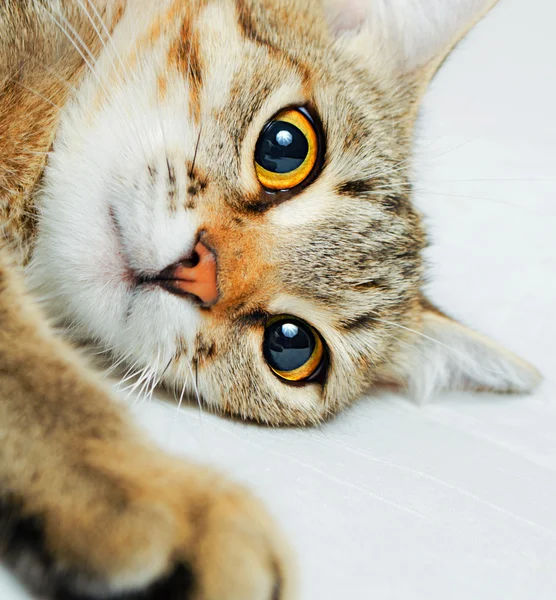 Gato. — Fotografia de Stock