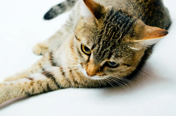 Gatto. — Foto Stock