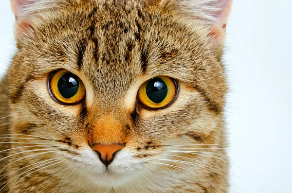 Cat inquiring look. — Stock Photo, Image