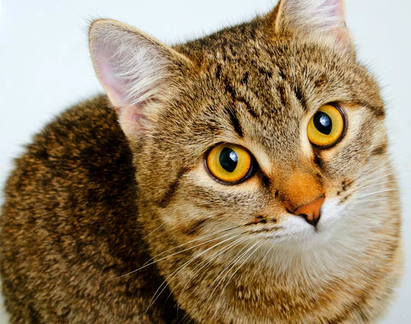 Gato indagación mirada . — Foto de Stock