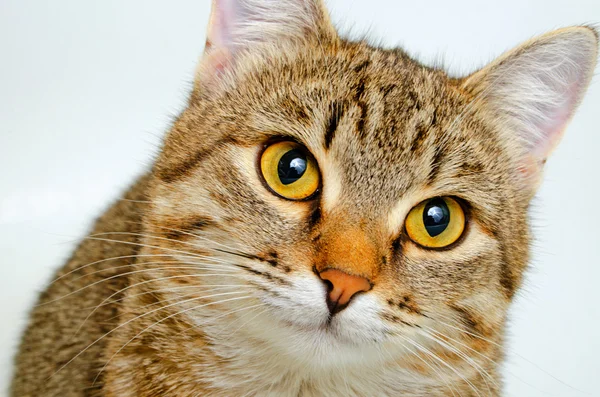 Katze fragenden Blick. — Stockfoto