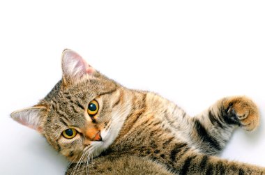 Kedi.