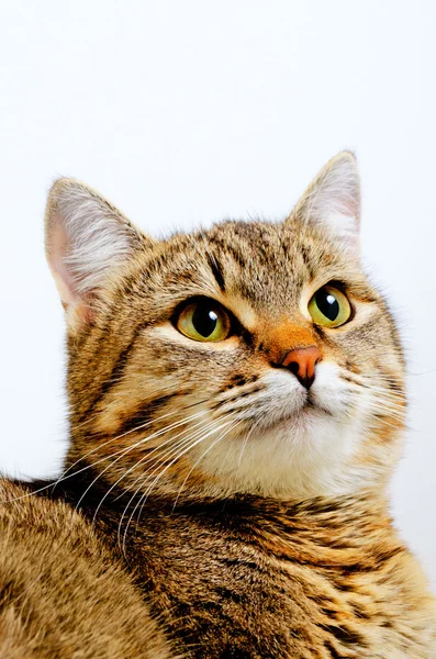 Cat. — Stock Photo, Image