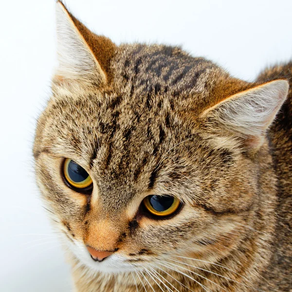 Katt frågande blick. — Stockfoto