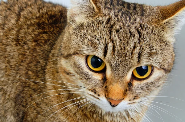 Katt frågande blick. — Stockfoto