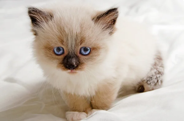 Gatinho bonito . — Fotografia de Stock