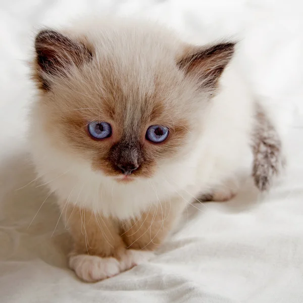 Cute kitten. — Stock Photo, Image