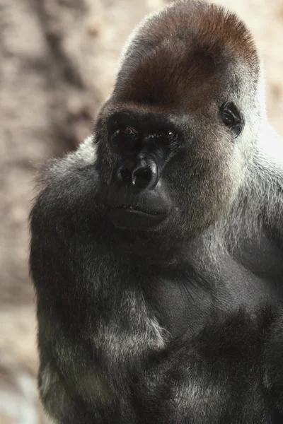 シルバー バック ゴリラ ロロ公園で — ストック写真