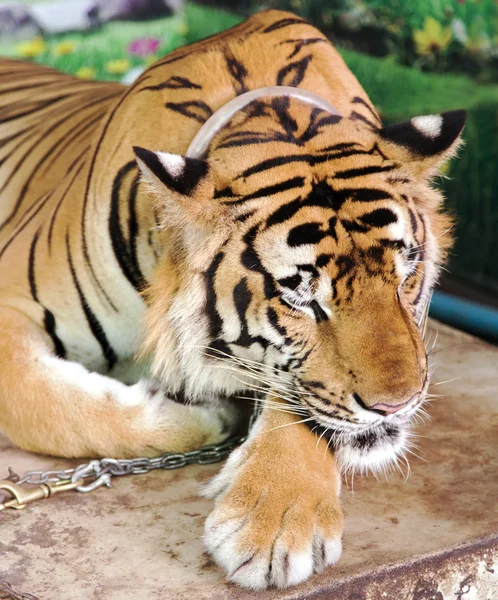 Bengali tigers in Tiger Temple — Stock Photo, Image