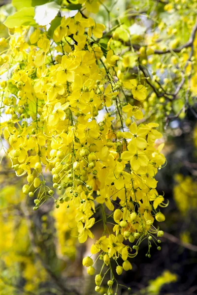 Royal Flora Ratchaphruek — Stock Photo, Image