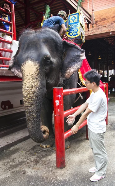 Um elefante tailandês está preparado para a caminhada — Fotografia de Stock