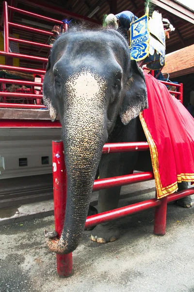 Um elefante tailandês está preparado para a caminhada — Fotografia de Stock