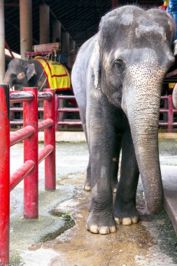 Tay fil, Nong Nooch tropikal Bahçe