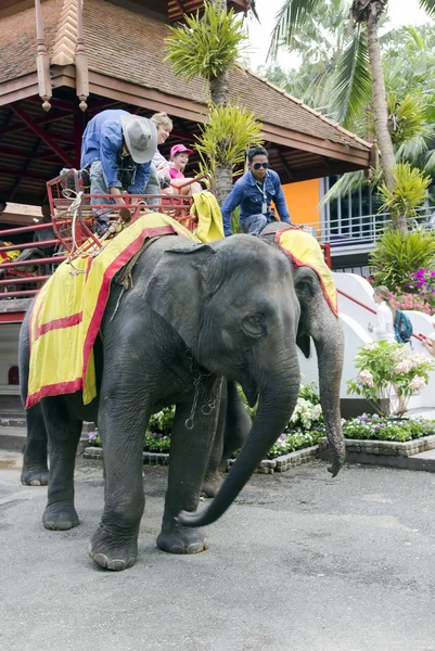 Um elefante tailandês está preparado para a caminhada — Fotografia de Stock