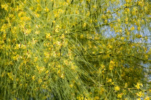 Ratama (Parkinsonia aculeata) —  Fotos de Stock