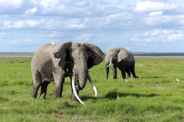 Δύο αφρικανική ζούγκλα ελέφαντα (Africana Loxodonta) — Φωτογραφία Αρχείου