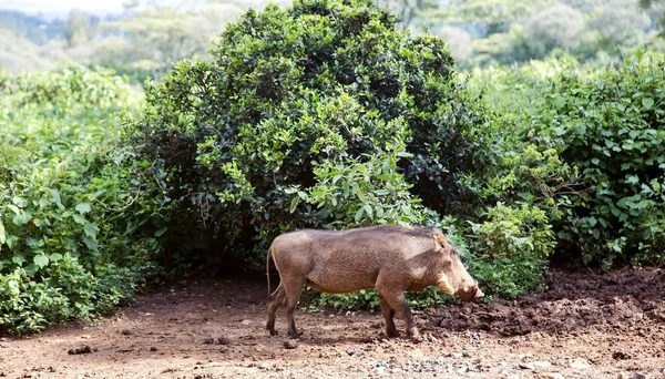 Wrattenzwijn (Phacochoerus africanus) — Stockfoto