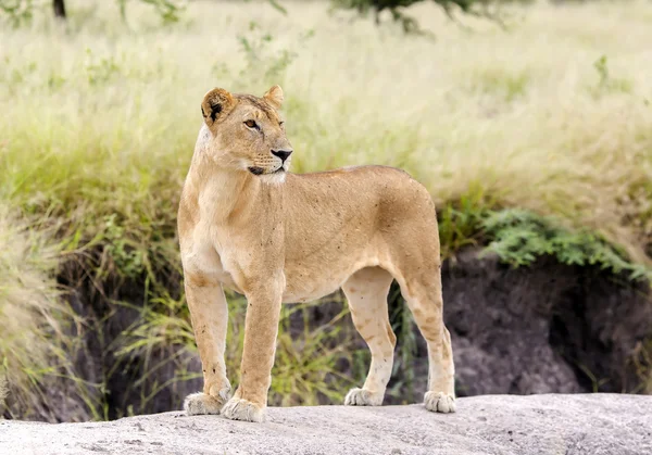 Belle lionne debout gracieusement sur un rocher — Photo