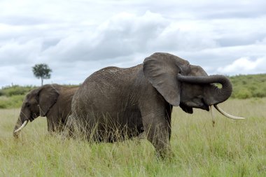 İki Afrika bush fili (Loxodonta africana)