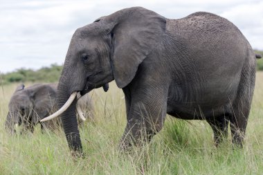 İki Afrika bush fili (Loxodonta africana)