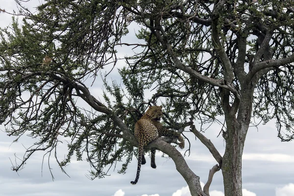 Jaguar alimentado descansando sobre un árbol —  Fotos de Stock