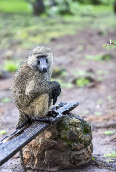 Babuino de Oliva macho (Papio anubis) se sienta con lana húmeda — Foto de Stock