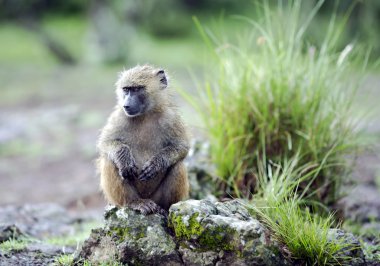 Oturur ıslak yün ile erkek zeytin babun (Papio anubis) olduğunu