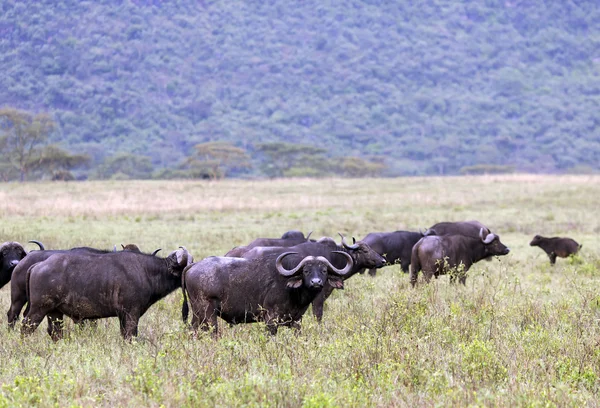 Manada de búfalos africanos — Fotografia de Stock