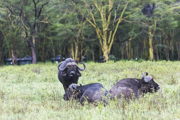 Manada de búfalos africanos — Fotografia de Stock