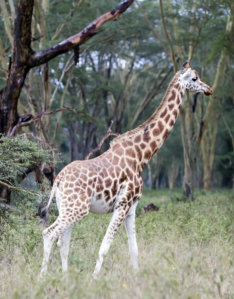 Africká žirafa v louky savany — Stock fotografie