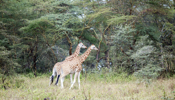 Two African giraffe in the meadows of the savannah