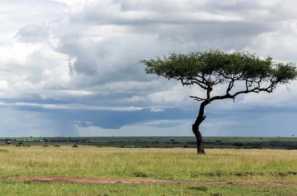 Arbre solitaire du genre acacia en savane — Photo