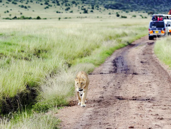 Bella leonessa che cammina sulla savana in un parco Tarangire — Foto Stock