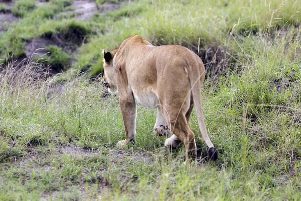 Vakker løvinne som går på savannen i en park. – stockfoto