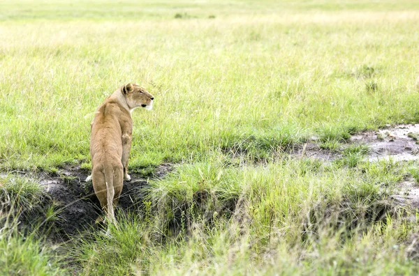 Lovely lioness ready to hunt — Stock Photo, Image