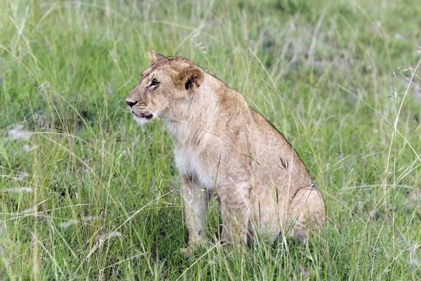 Precioso joven león viendo la caza — Foto de Stock