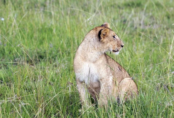 Beau jeune lion regardant la chasse — Photo