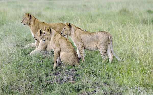 Vier reizende junge Löwen beobachten die Jagd — Stockfoto