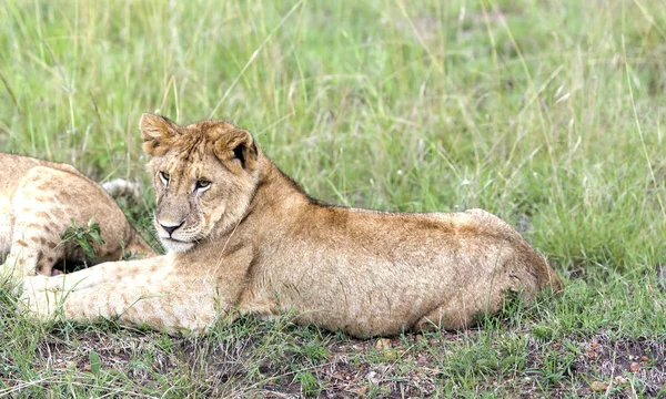 Güzel genç aslan yavrusu Savannah çimenlerin üzerinde dinlenme — Stok fotoğraf