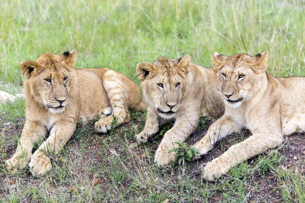 Tres adorables cachorros de león descansando sobre la hierba en la sabana —  Fotos de Stock