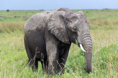 Genç Afrika Bush fil