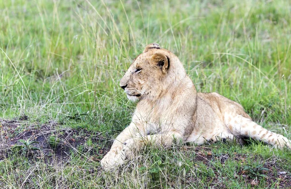 Lindo filhote de leão descansando na grama na savana — Fotografia de Stock